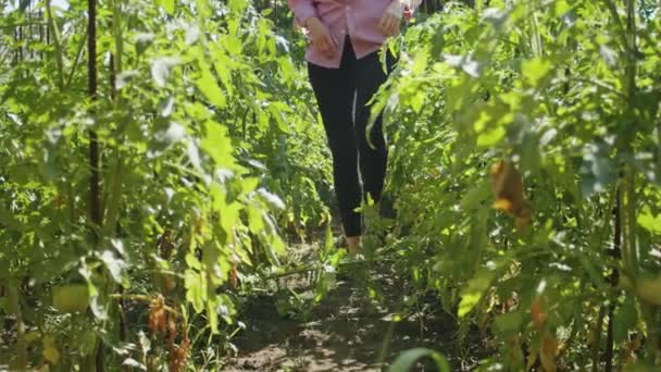 Ciężko Pracująca Kobieta Dba Swoje Dojrzałe Świeże Pomidory Szklarni Pokazując — Wideo stockowe