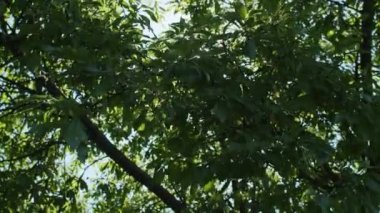 Akşam güneşinin parlak ışınları. Ormandaki kozalaklı ağaçların yeşil dallarındaki gölgeler