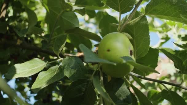 Pommes Vertes Mûries Dans Les Rayons Soleil Été — Video