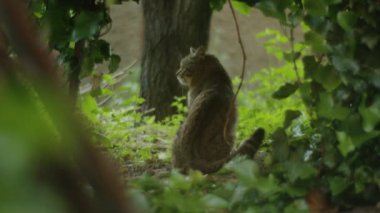 Kızıl bir kedi şehir sokaklarında dolanıyor, insanları cezbediyor tatlı ve sevimli varlığıyla, hareketli bir günün ortasında.