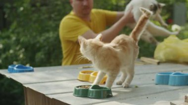 Kırmızı kürklü bir kedi yiyecek ve barınak arayışına koyulur. Sevimli görünüşü, insanları evsiz hayvanlara şefkat göstermeye teşvik eder.