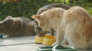 Korkmuş bir kızıl kedi, sevimli doğası ve evsiz haliyle insanları büyülüyor.