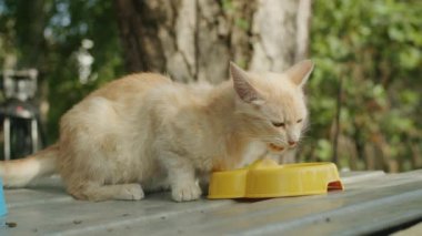Kırmızı kürklü bir kedi sokaklarda dolaşıyor, sevimli tavırları insanların dikkatini çekiyor, evsiz hayvanların karşılaştığı zorlukları vurguluyor.
