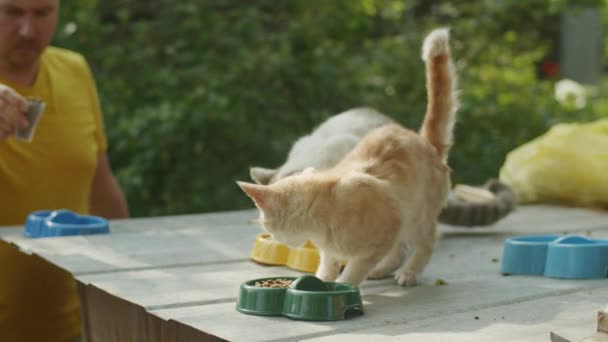 かわいい生姜子猫は穏やかな庭を探索し その愛らしい猫のような機知と国内の魅力を持つ人々を魅了します — ストック動画