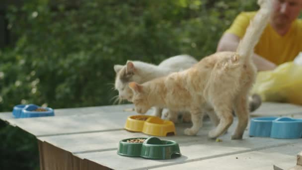 一只生姜的猫 无家可归 饥肠辘辘 在街上游荡 它可爱的出现提醒人们注意动物与大自然之间的联系 — 图库视频影像