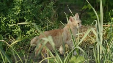 Bir dayanıklılık portresi: kızıl bir kedi, evsiz ama güzel, sokaklara meydan okuyor. Her gün, bu sevimli kedi doğanın ruhunu somutlaştırıyor. Sevgi ve ilgi arıyor.