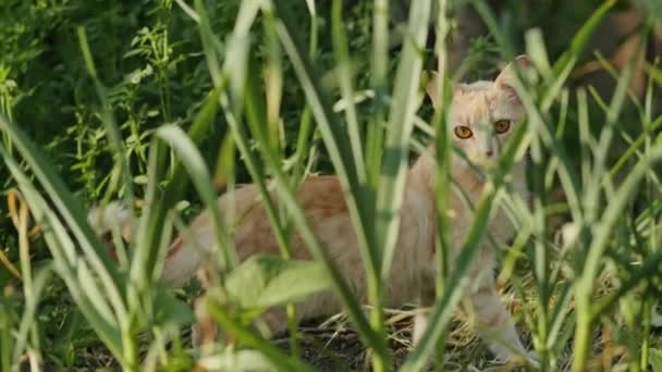 都会のジャングルの中で おびえた生姜子猫が食べ物や避難所を探します その愛らしい性質と美しい毛皮で この若い猫はホームレスの動物の窮状を思い出させます — ストック動画