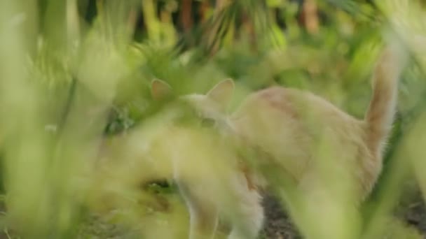 レンズを通して ホームレスの生姜猫の世界を垣間見る 快適で若いこのフェリーは 賑やかな通りをナビゲートし 安全で愛情のある国内生活への憧れ — ストック動画