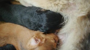 Bir Alman çoban köpeği ile yeni doğmuş yavruları arasındaki değerli bağı yaşayın. Onları sütle besliyor ve anneliğin en güzel ve şefkatli rolünü benimsiyor.