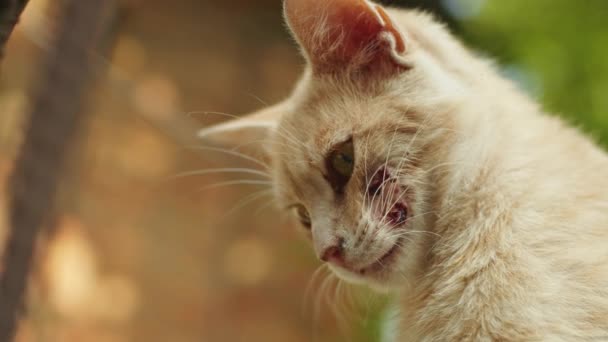 Visit Veterinary Clinic Caring Caucasian Veterinarian Tends Sick Little Kitten — Stock Video
