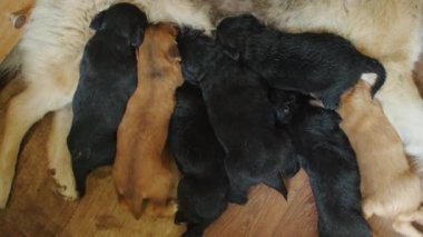 Bir Alman çoban köpeği ve Husky 'nin bir anne olarak rolünü benimsediği, yeni doğan yavrularını sevgi ve özenle beslediği ve annelik bağlılığının büyüleyici bir portresini yarattığı hassas anlarda hoşgörün..