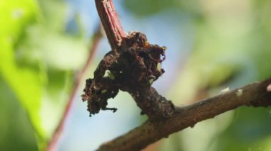Doğanın harikalarını derinlemesine inceleyin. Bir makro çekim, parazit bir kenenin yol açtığı bir manyok yaprağındaki enfeksiyonu ortaya çıkarır. Her ikisinde de hastalıklara ve alerjilere neden olabilecek tehlikeli bir böcek.