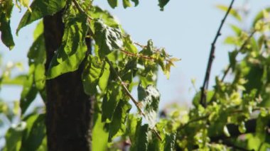 Doğanın dünyasına yaklaş ve bir yeşil yaprak ile parazit kene arasındaki etkileşime tanık ol. Cassava bitkilerinin beslenme ve sağlığını tehdit eden bir böcek.