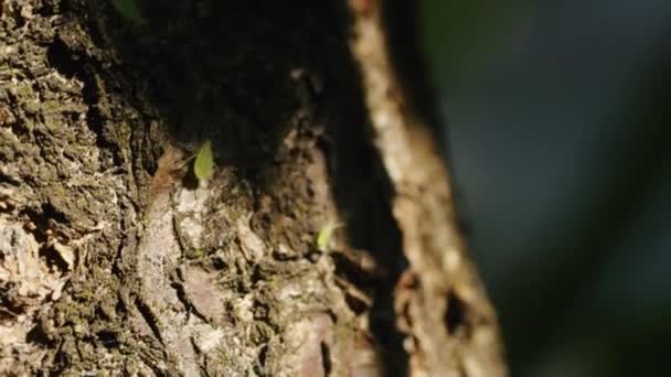 Explore Fascinante Mundo Das Naturezas Perto Como Uma Folha Verde — Vídeo de Stock