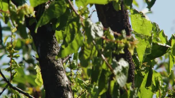 매크로 진드기에 카사바가지에 잎이나 것처럼 자신을 가까이 모습으로 식물의 건강을 — 비디오