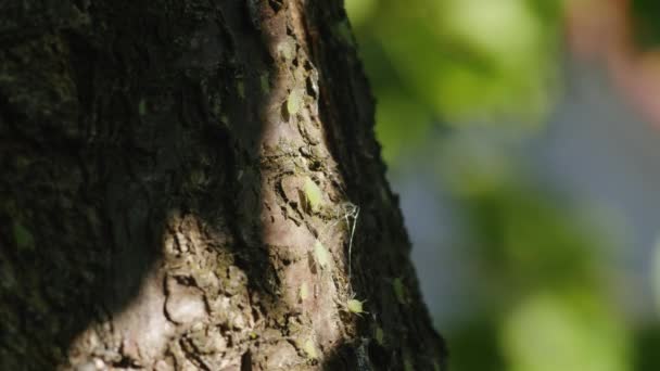 Descoperiți Pericolele Ascunse Care Ascund Natură Timp Frunză Cassava Dezvăluie — Videoclip de stoc