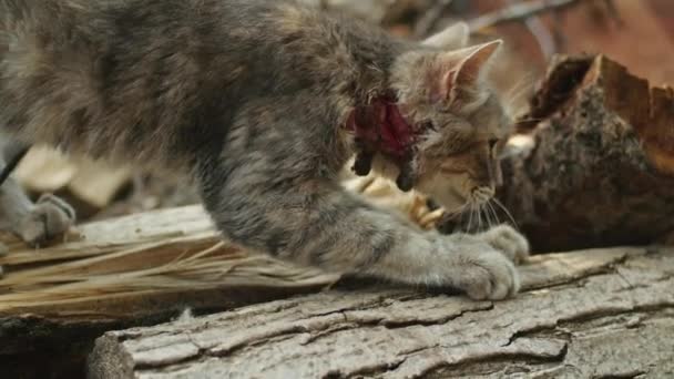Kočka Poté Byla Zraněna Boji Území — Stock video