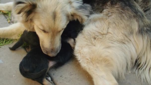 Evcil Bir Köpek Olarak Hayatın Mucizesini Kutlayın Annelik Görevlerini Yerine — Stok video