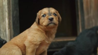 Bir Alman çoban köpeği ile Husky 'nin küçük beyaz yavrularıyla oynaşıp beslenmelerini ve bakımlarını sağlarken aşırı şirinlik yükünü hissedin..