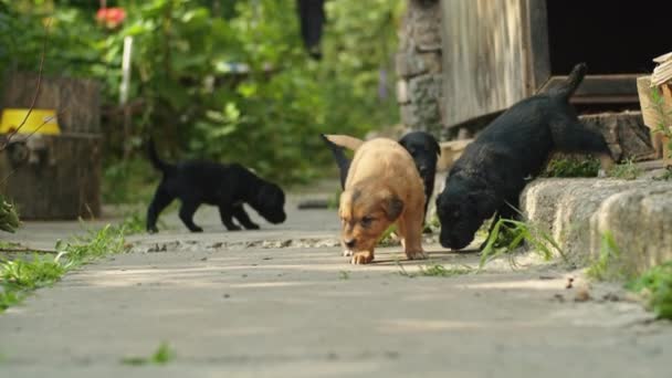 Sevimli Alman Çoban Köpeği Ile Husky Köpekleri Arasındaki Neşeli Etkileşimi — Stok video