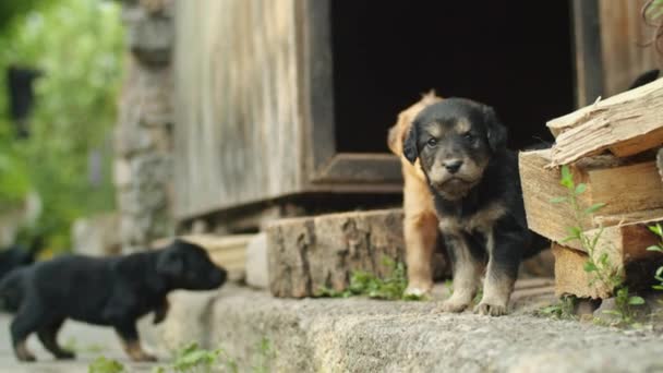 Vær Vidne Til Båndet Mellem Hjemmegående Hundemoder Hendes Små Hvide – Stock-video