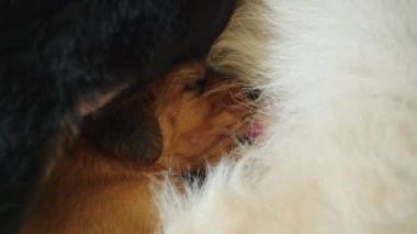 Anne olmanın güzelliğini kutla. Melez bir evcil köpek yavrusunu besliyor ve anne sevgisinin en saf göstergesi olarak onları besliyor..