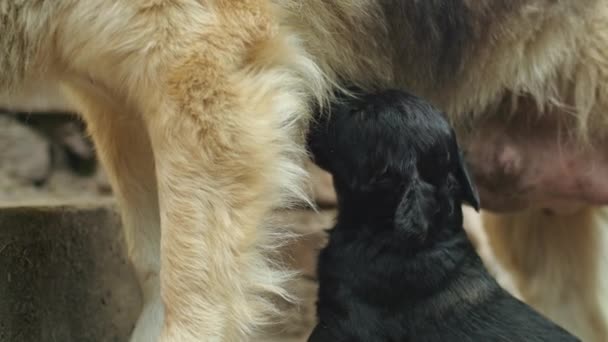 Erleben Sie Die Kostbaren Momente Einer Schäferhunde Und Husky Mischlingshündin — Stockvideo