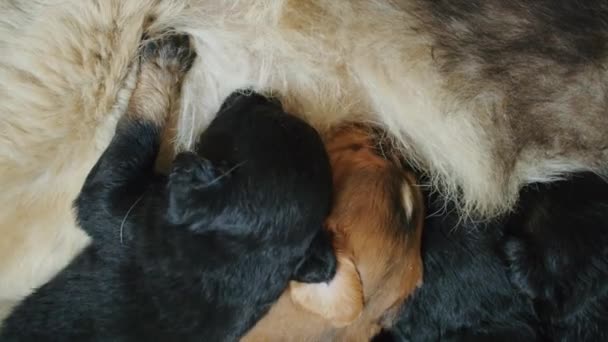 Küçük Büyüleyici Yavrularını Beslerken Hayvanlar Aleminde Bir Anne Sevgisi Bağlılık — Stok video
