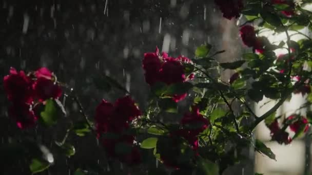 在柔和的雨中 一朵红玫瑰在夜色中闪烁着 它那天鹅绒般的花瓣映衬着窗户的温暖光芒 是爱情之美和永恒爱情的象征 — 图库视频影像