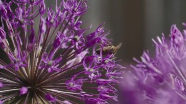 Doğanın büyüsünü bir arı gibi hissedin, çiçek açan kolza tohumlarının arasında vızıldayarak, değerli nektarları toplayın, ve onları sıvı altına çevirin: saf, lezzetli bal.