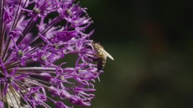 Arıların ve çiçeklerin dünyasına dalın onlar zamansız tozlaşma ritüeline dalarken, yemyeşil yemyeşil bir zemin üzerinde altın kolza bir duvar halısı oluşturun..