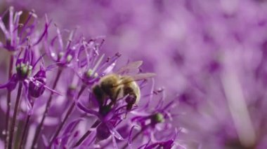 Arıların ve çiçeklerin uyumu tozlaşma dansında birleştirilirken keşfedilir, tecavüzün altın nektarı sıvı bala dönüştürülür, doğanın sanatsallığının bir kanıtı olarak..