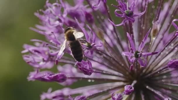 ミツバチの秘密の世界を探検し 菜の花の間で冒険し 蜜を熱心に収集し 黄金の蜂蜜に変身する自然の甘い提供 — ストック動画