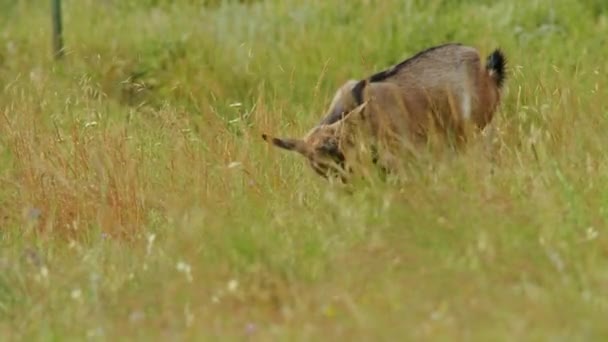 Natuurlijke Symfonie Weergalmt Door Alpenweiden Van Frankrijk Waar Ibex Een — Stockvideo