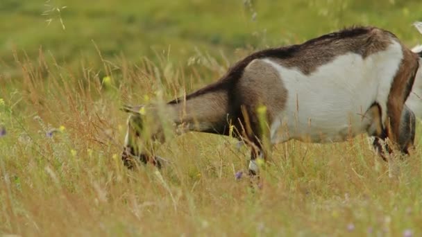 在幅员辽阔的欧洲高山地区 一只华丽的山地山羊依比克斯在其自然栖息地繁茂 与法国阿尔卑斯山令人敬畏的美景和谐地融合在一起 — 图库视频影像