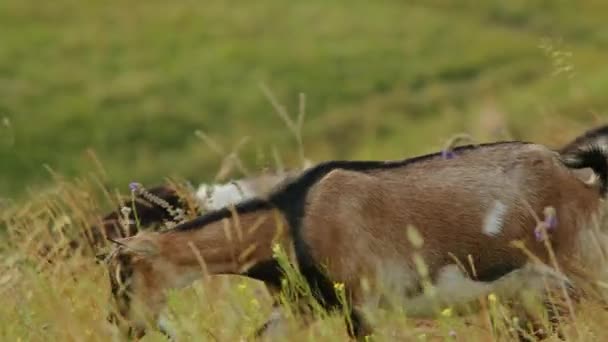 Abraçar Tranquilidade Verão Alpino Como Ibex Graciosamente Navega Paisagem Hipnotizante — Vídeo de Stock
