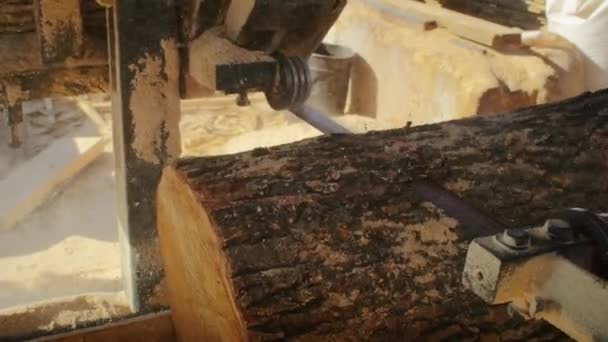 製材所を見学し 彼らの強力な鋸と手を使用して 薪や削り屑のための木材を収穫するために森を専門的に切断労働者として見てください — ストック動画
