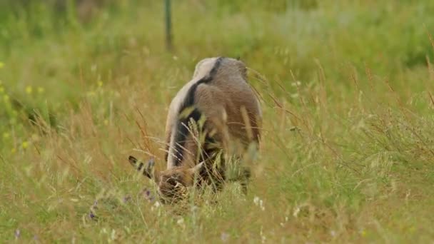 Heart European Alps Ibex Roams Freely Its Brown Fur Perfectly — Wideo stockowe