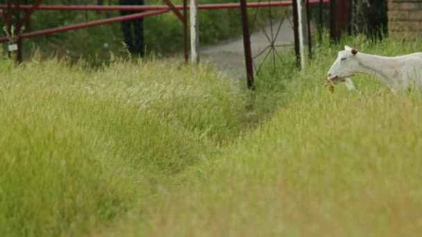 Meio Paisagem Alpina Tirar Fôlego Europa Majestoso Ibex Percorre Graciosamente — Vídeo de Stock