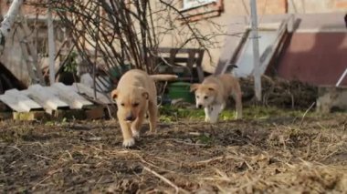 Gücün üstünde sarkık memeli bir erkek köpek yavrusu, küçük yeşil köpek, pek çok Golden Retriever kulağı insan, küçük hızlı kral çimenlerin dışına uçar..