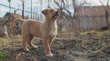 Çimen bahçesi hızlı. Kimse eğlenceli yeşil davranmıyor. Köpek gücü, sarkık doğa parkı, hayvan tuğlası köpek kulakları..