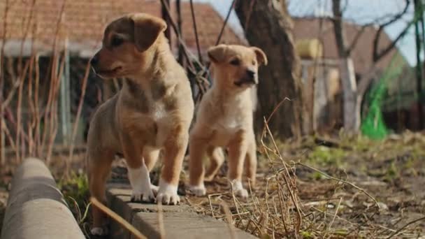 Tenner Canine Floppy Bedårende Fem Mange Lite Opp Livshage Murstein – stockvideo