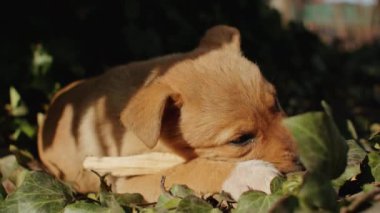 Köpek yeşili sevimli poster mutlu yavru köpek bahçesi çok güzel tuğla kulaklar doğası çok komik beş sevimli insan yaz parkı dışında hayvan dişleri.
