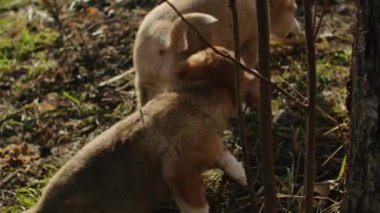 Sevimli Golden Retriever köpek yavrusu koşuyor, altında yeşil çimenler, her sıçrayışta neşe, yazları kahkahalar sarkık kulaklarda yankılanıyor ve kuyruk sallıyor.