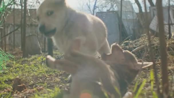 Golden Retriever Filhote Cachorro Cinza Disquete Pequeno Engraçado Menino Rei — Vídeo de Stock