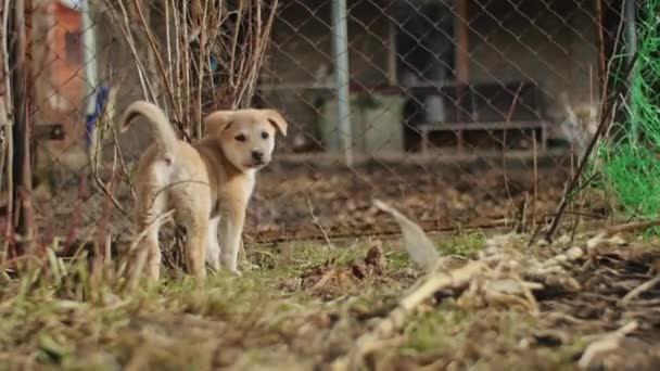 Kör Hund Djur Roligt Beteende Ung Vacker Park Golden Retriever — Stockvideo