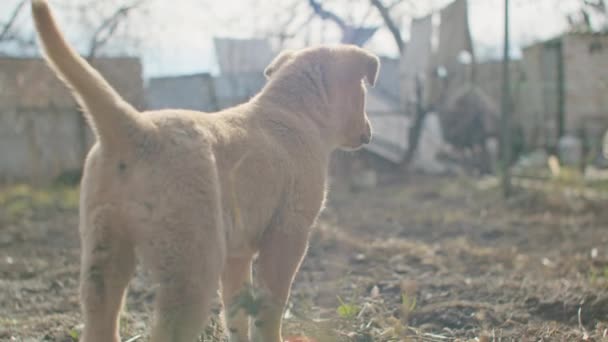 Jardín Rápido Mascota Cachorro Dientes Niño Miniatura Corriendo Parque Persona — Vídeo de stock