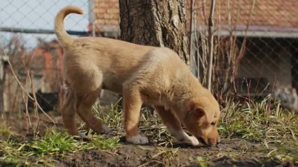 Poder Golden Retriever Vida Engraçada Fora Parque Jovem Cachorro Cinza — Vídeo de Stock