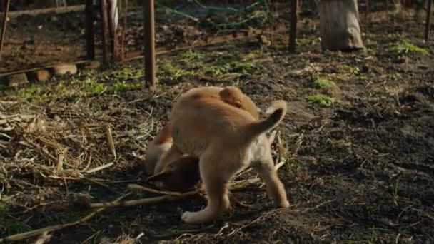 Very Little Puppy Running Happily Floppy Ears Trough Garden Green — Stock Video