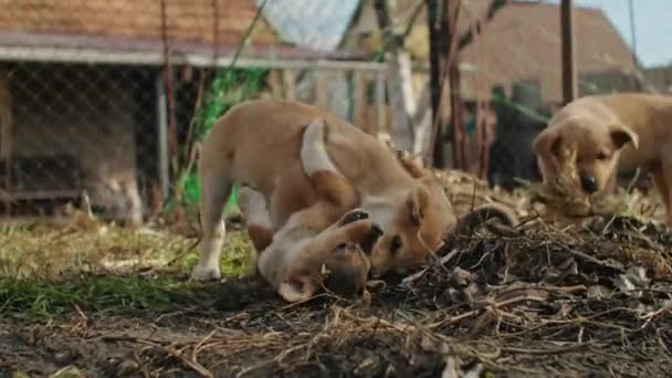 Cachorro Muy Pequeño Está Corriendo Felizmente Con Orejas Flojas Través — Vídeo de stock
